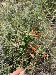 Anisacanthus thurberi