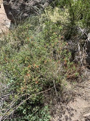 Anisacanthus thurberi