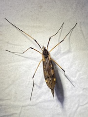 Eutonia alleni