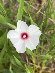 Convolvulus equitans
