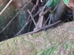 Caledoniscincus atropunctatus