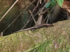 Caledoniscincus atropunctatus