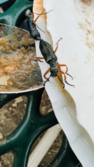 Lytta aenea