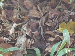 Caledoniscincus atropunctatus