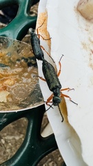 Lytta aenea