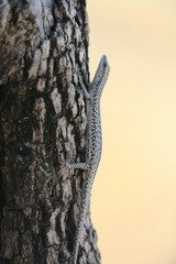 Cryptoblepharus metallicus