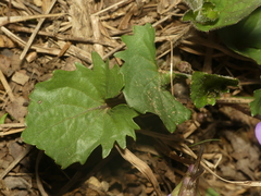Viola × populifolia