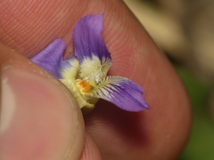 Viola × populifolia