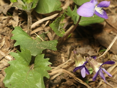 Viola × populifolia