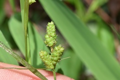 Carex caroliniana