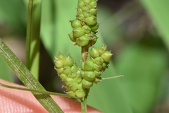Carex caroliniana