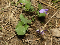 Viola × populifolia