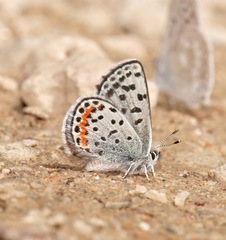Euphilotes ancilla