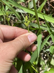 Carex caroliniana