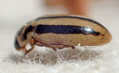 Macronaemia episcopalis