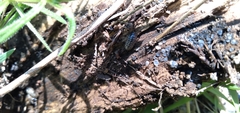 Armadillidium vulgare