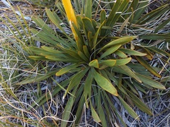Aciphylla kirkii