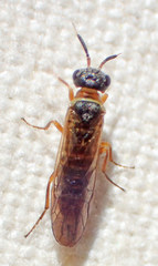 Xyelidae