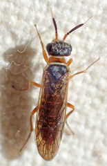 Xyelidae
