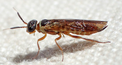 Xyelidae