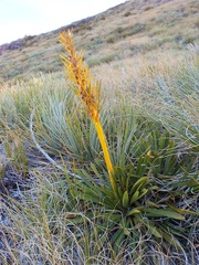 Aciphylla kirkii