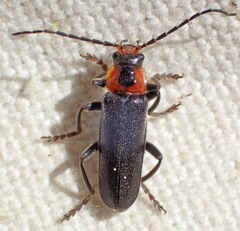 Cantharis oregona