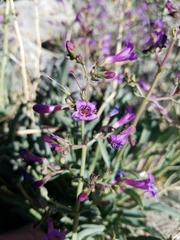 Penstemon patens