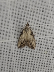Nola pleurochorda