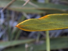 Aciphylla kirkii