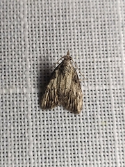 Nola pleurochorda