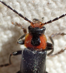Cantharis oregona