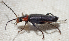 Cantharis oregona