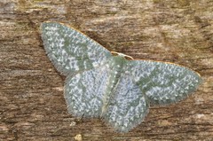 Chloropteryx opalaria