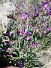 Penstemon patens