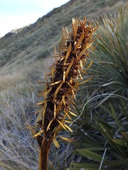 Aciphylla kirkii