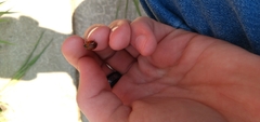 Coccinella septempunctata
