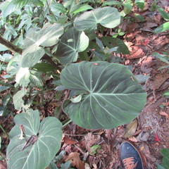 Philodendron gloriosum