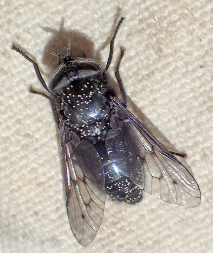 Black Horse Fly