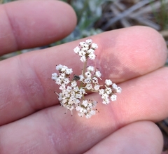 Lomatium geyeri
