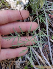 Lomatium geyeri