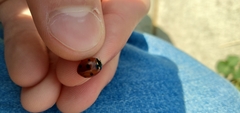 Coccinella septempunctata