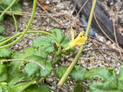 Triumfetta procumbens