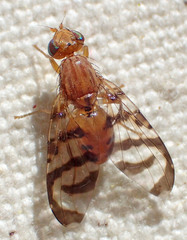 Euphranta canadensis