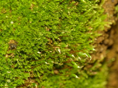 Campylophyllopsis hispidula