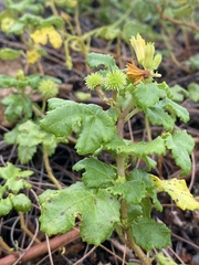 Triumfetta procumbens