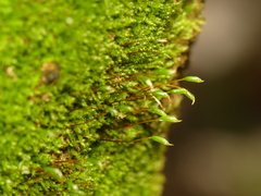 Campylophyllopsis hispidula
