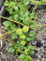 Triumfetta procumbens