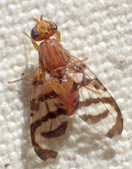 Euphranta canadensis