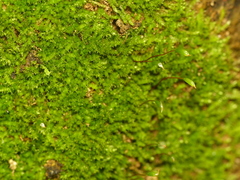 Campylophyllopsis hispidula