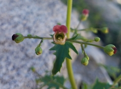 Scrophularia desertorum